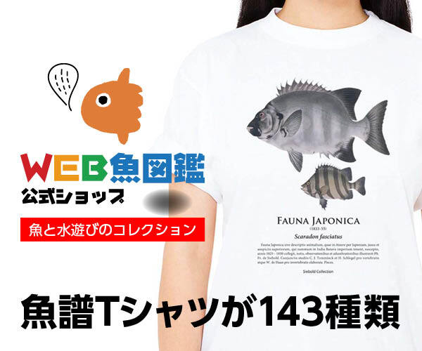 魚譜Tシャツが143種類 - WEB魚図鑑公式ショップ